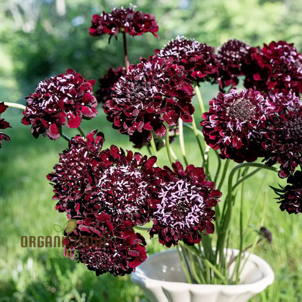 Scabiosa Atropurpurea Black Knight Seeds - Cultivate Striking And Dark Flowers In Your Garden