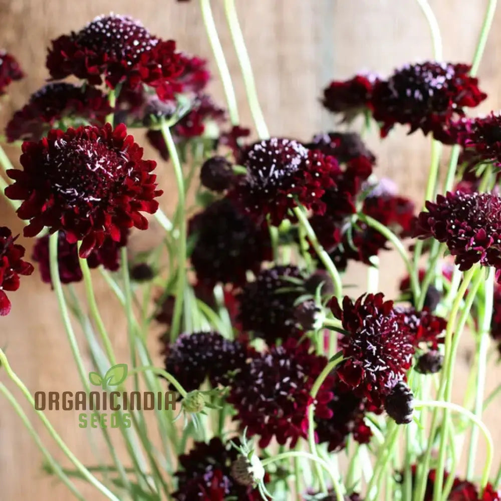 Scabiosa Atropurpurea Black Knight Seeds - Cultivate Striking And Dark Flowers In Your Garden