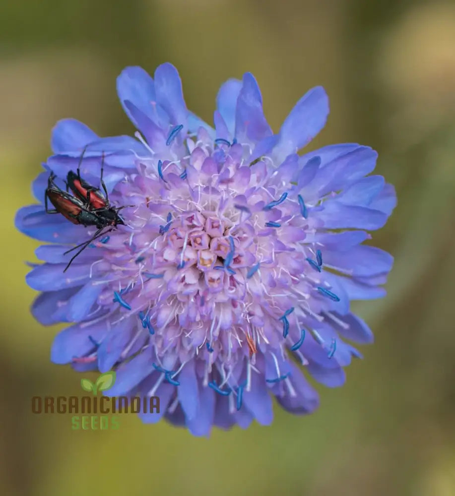 Scabiosa Atropurpurea Oxford Blue Seeds - Grow Beautiful And Elegant Flowers In Your Garden