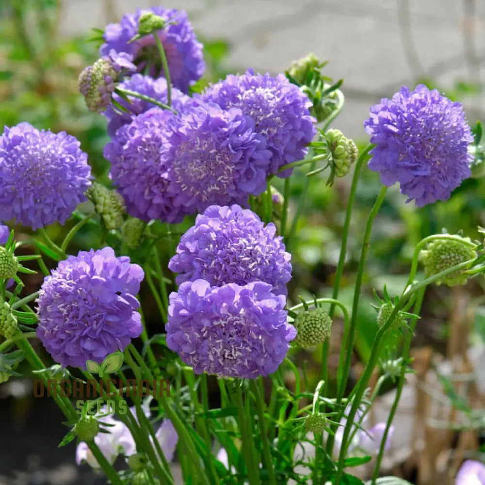 Scabiosa Atropurpurea Oxford Blue Seeds - Grow Beautiful And Elegant Flowers In Your Garden