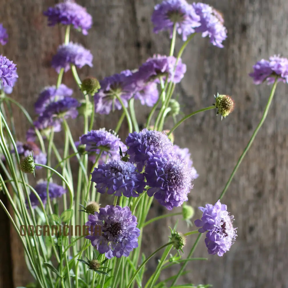 Scabiosa Atropurpurea Oxford Blue Seeds - Grow Beautiful And Elegant Flowers In Your Garden