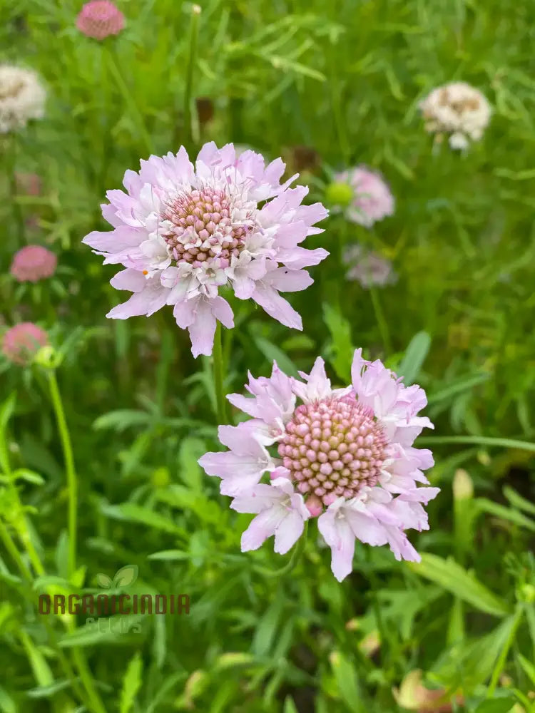 Scabiosa Atropurpurea Ssp Maritima Seeds For Gardening Enthusiasts | Premium Flower Beautiful