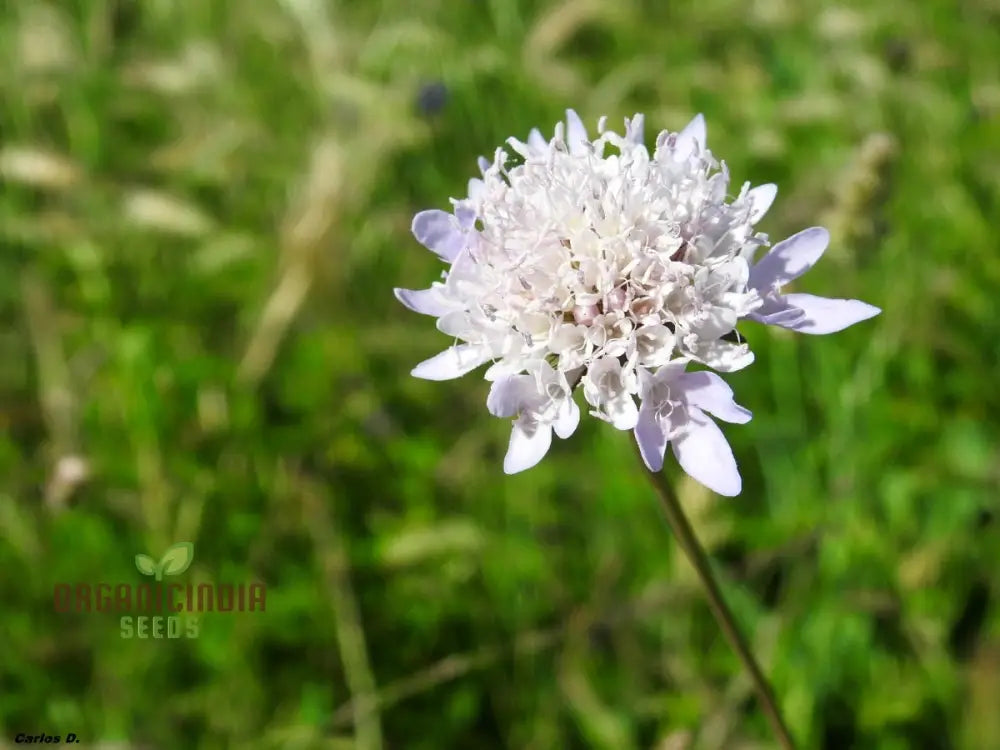 Scabiosa Atropurpurea Ssp Maritima Seeds For Gardening Enthusiasts | Premium Flower Beautiful