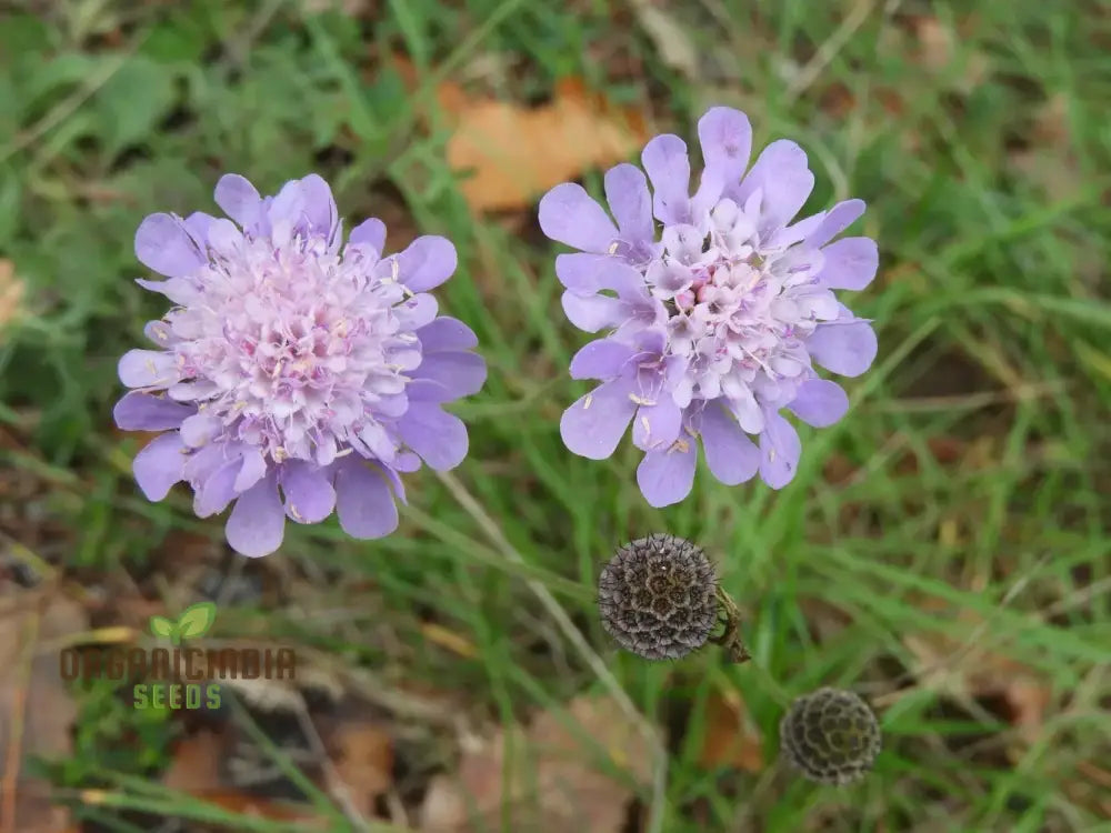 Scabiosa Atropurpurea Ssp Maritima Seeds For Gardening Enthusiasts | Premium Flower Beautiful