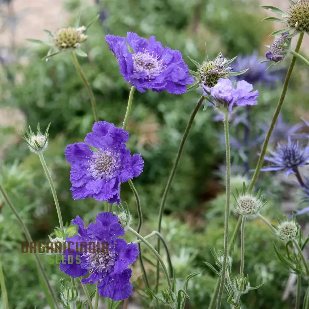 Scabiosa Caucasia ’Fama Deep Blue’ Seeds - Premium Gardening For Beautiful Blue Flowers