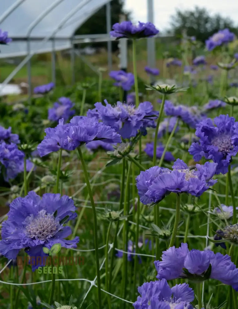 Scabiosa Caucasia ’Fama Deep Blue’ Seeds - Premium Gardening For Beautiful Blue Flowers