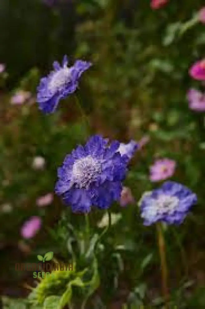 Scabiosa Caucasia ’Fama Deep Blue’ Seeds - Premium Gardening For Beautiful Blue Flowers