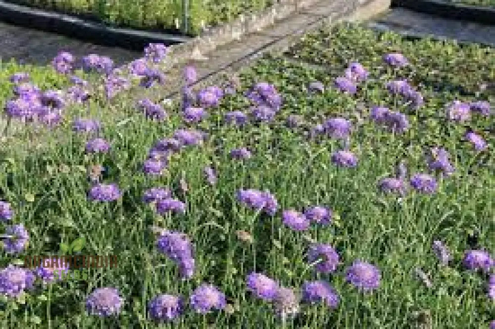 Scabiosa Columbaria ’Misty Butterflies’ Seeds | Gardening Perennials For Butterfly Gardens