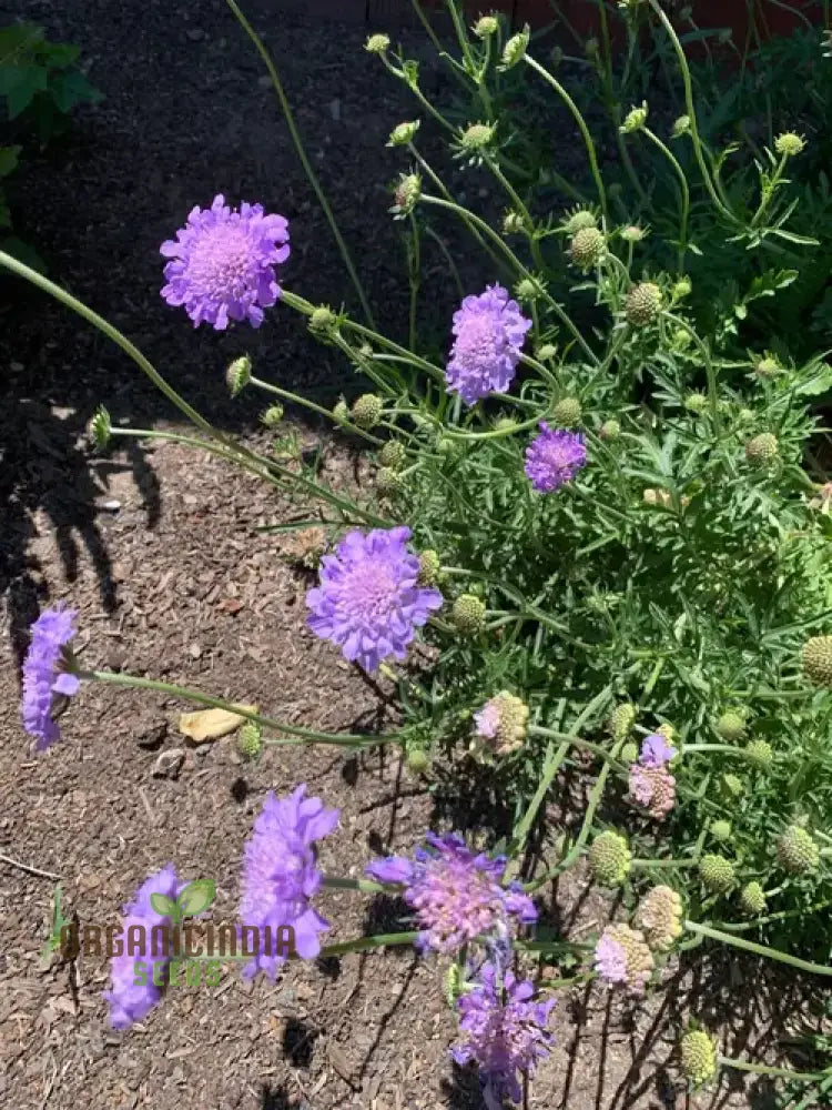 Scabiosa Columbaria ’Misty Butterflies’ Seeds | Gardening Perennials For Butterfly Gardens