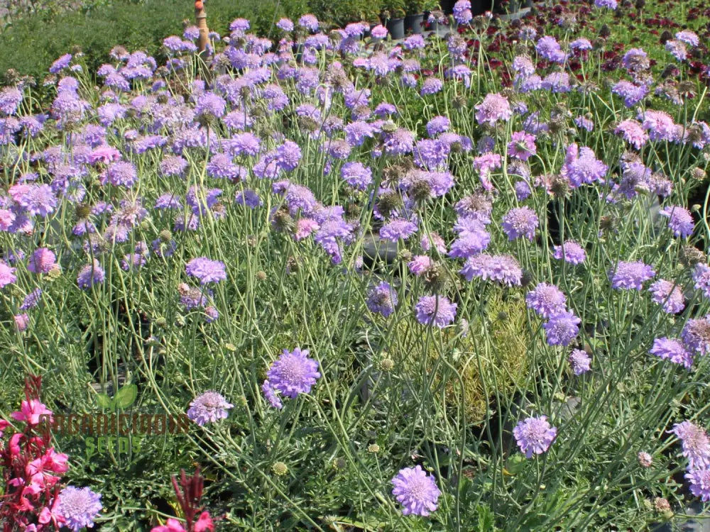 Scabiosa Columbaria ’Misty Butterflies’ Seeds | Gardening Perennials For Butterfly Gardens