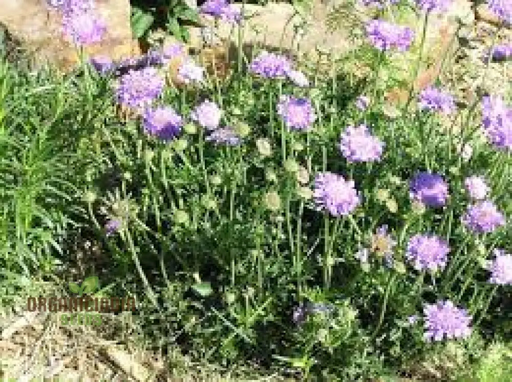 Scabiosa Columbaria ’Misty Butterflies’ Seeds | Gardening Perennials For Butterfly Gardens