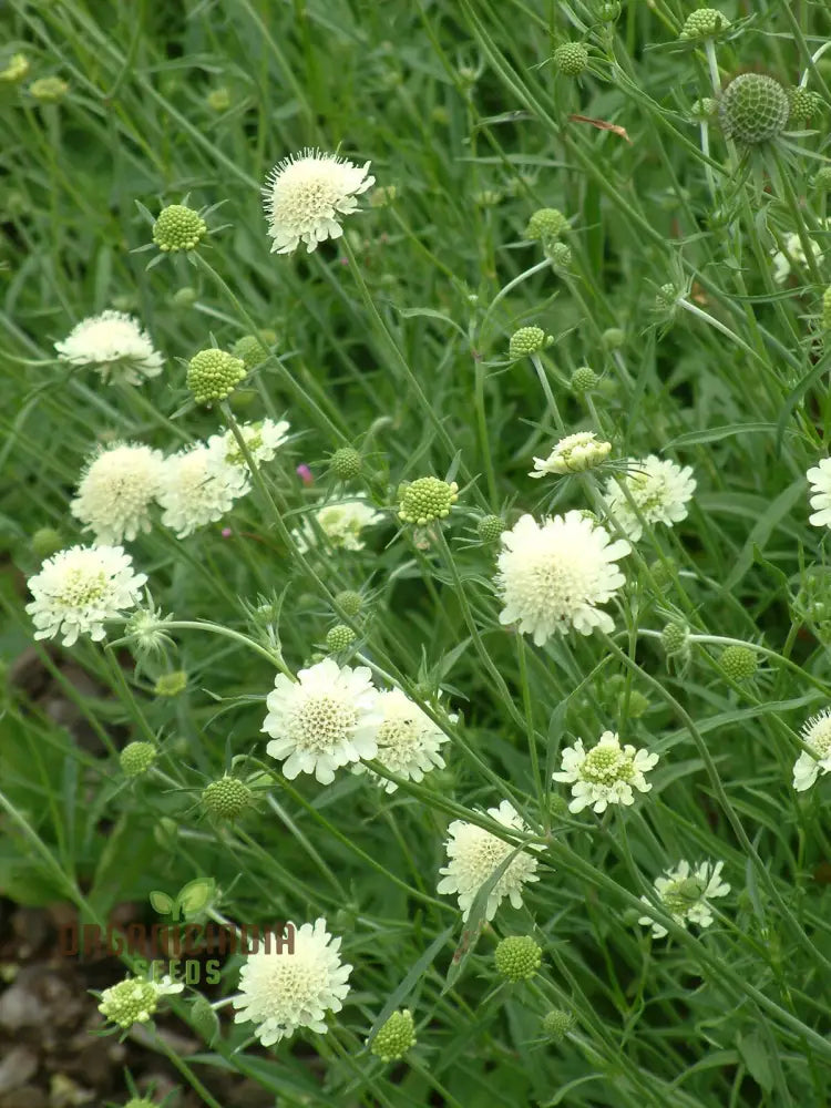 Scabiosa Columbaria Ochroleuca Seeds - Gardening Perennials For Pollinators And Cut Flowers