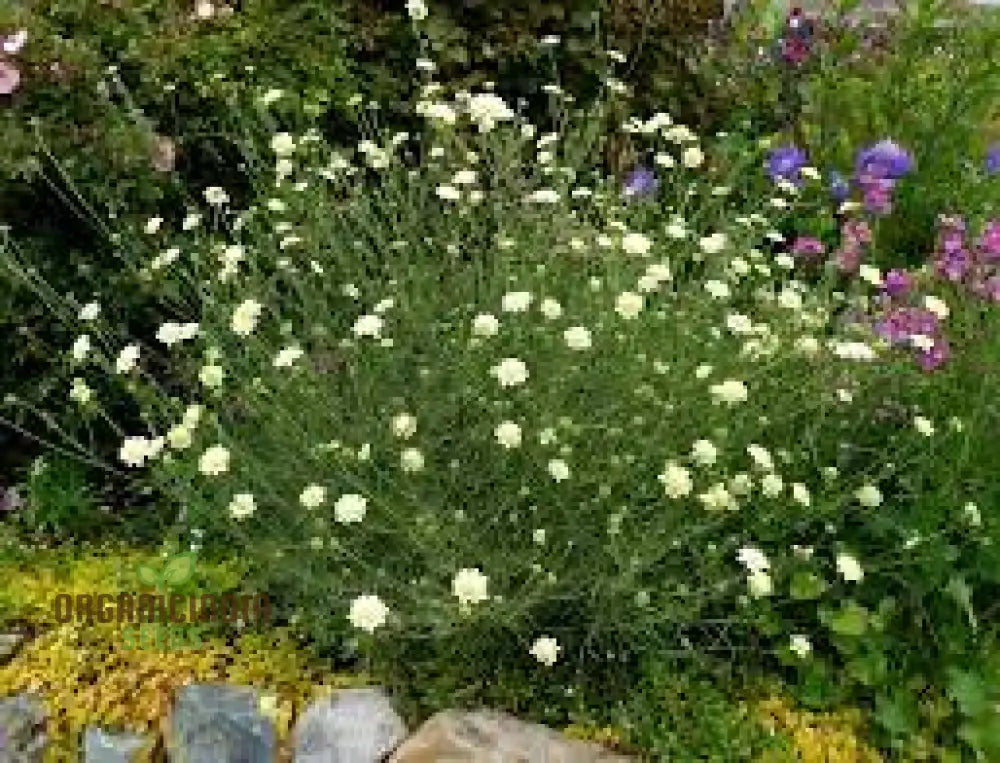 Scabiosa Columbaria Ochroleuca Seeds - Gardening Perennials For Pollinators And Cut Flowers