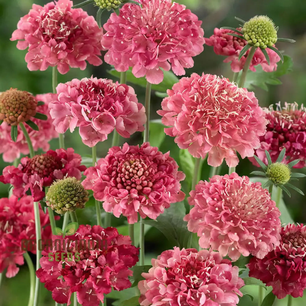 Scabiosa Comosa Pincushion Flower Seeds Unique Blooms Easy-To-Grow Stunning Garden Addition Seeds