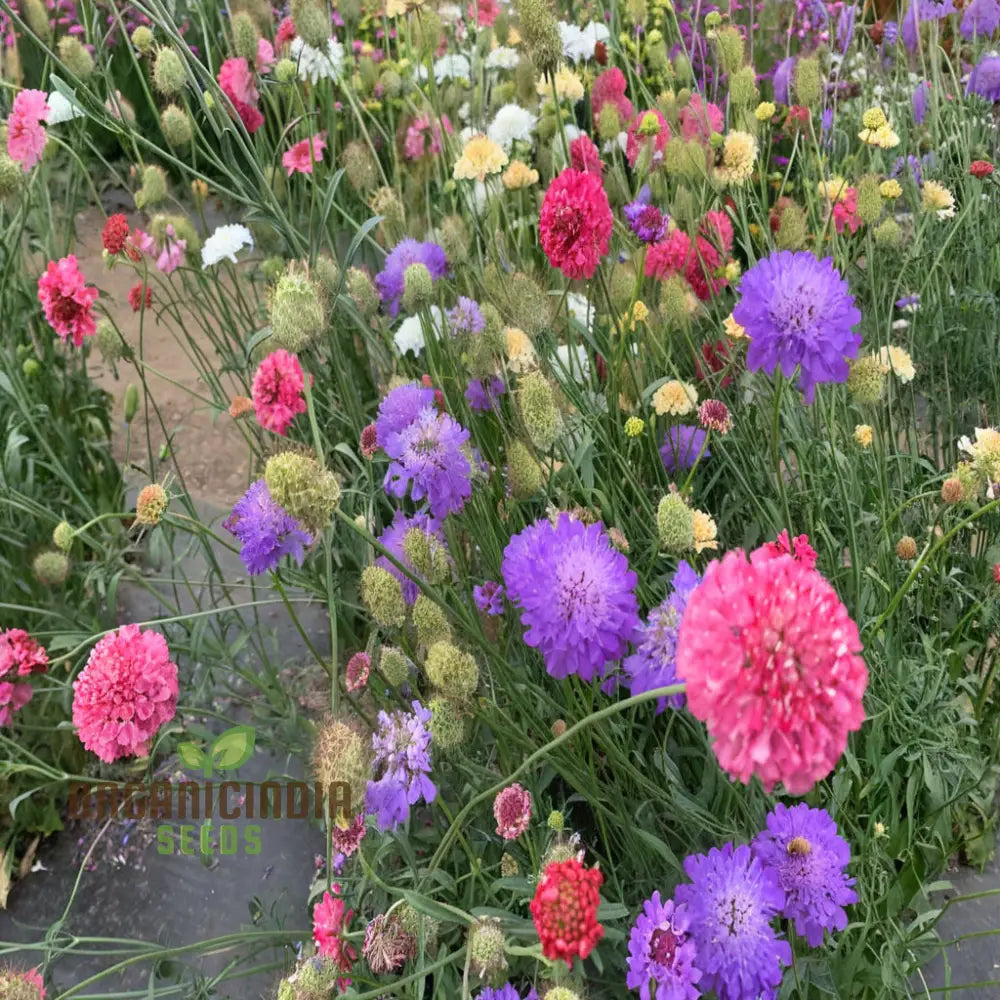 Scabiosa Comosa Pincushion Flower Seeds Unique Blooms Easy-To-Grow Stunning Garden Addition Seeds