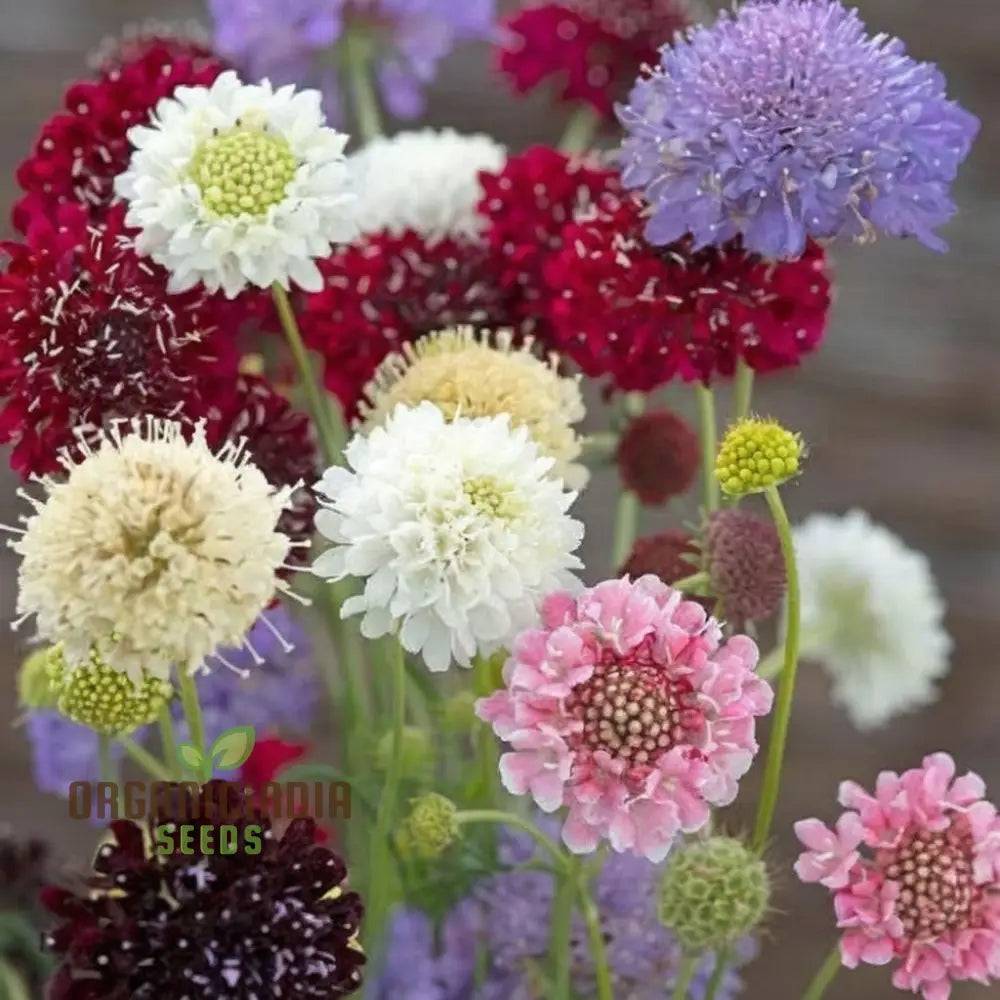 Scabiosa Comosa Pincushion Flower Seeds Unique Blooms Easy-To-Grow Stunning Garden Addition Seeds