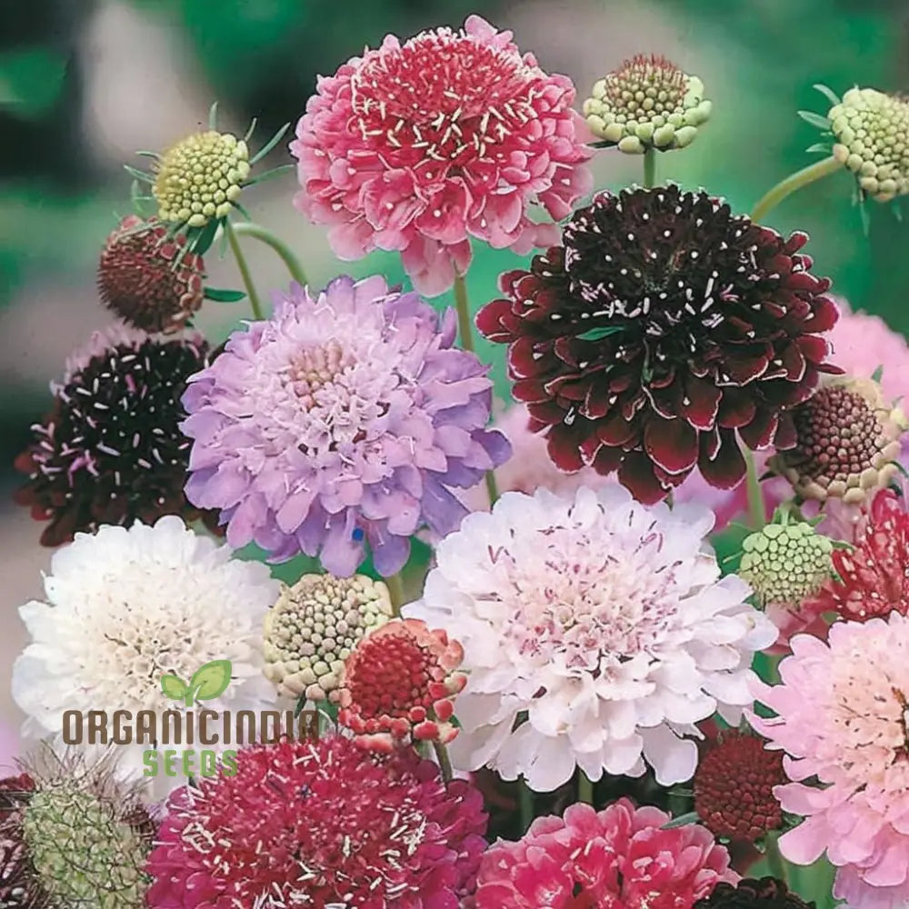 Scabiosa Comosa Pincushion Flower Seeds Unique Blooms Easy-To-Grow Stunning Garden Addition Seeds