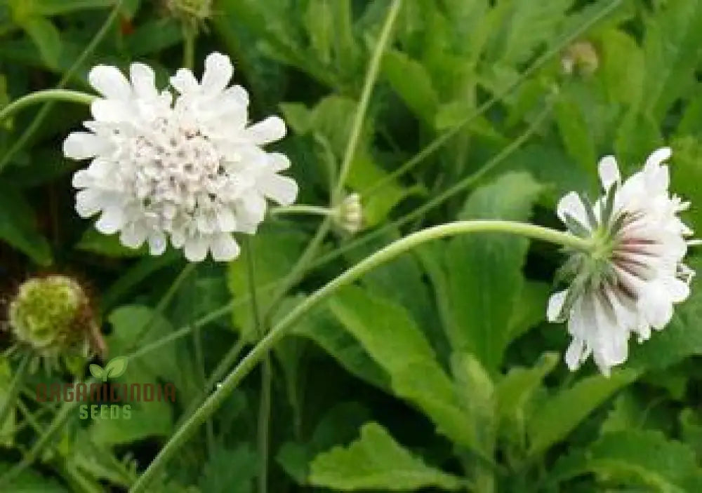 Scabiosa Drakensbergensis Seeds - Hardy Perennial For Gardening Enthusiasts | Premium Quality