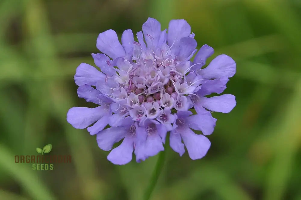 Scabiosa Graminifolia Seeds - Exquisite Garden Perennials For Vibrant Flower Beds | Premium