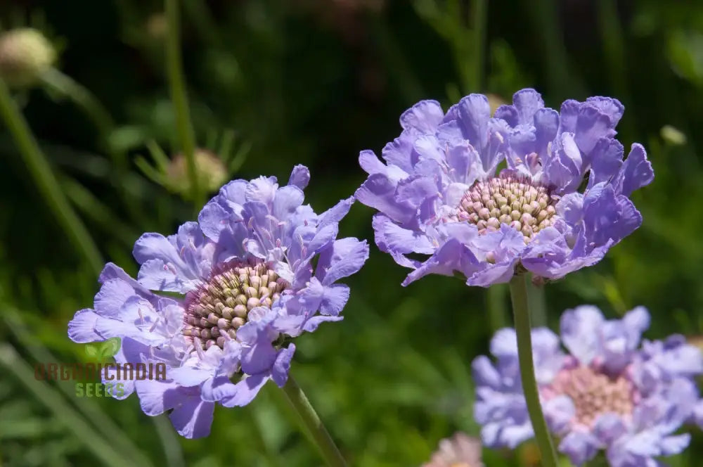 Scabiosa Graminifolia Seeds - Exquisite Garden Perennials For Vibrant Flower Beds | Premium