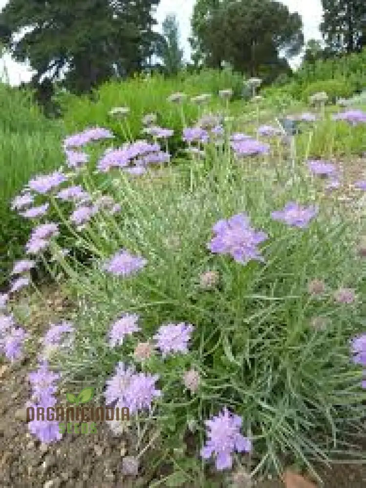 Scabiosa Graminifolia Seeds - Exquisite Garden Perennials For Vibrant Flower Beds | Premium