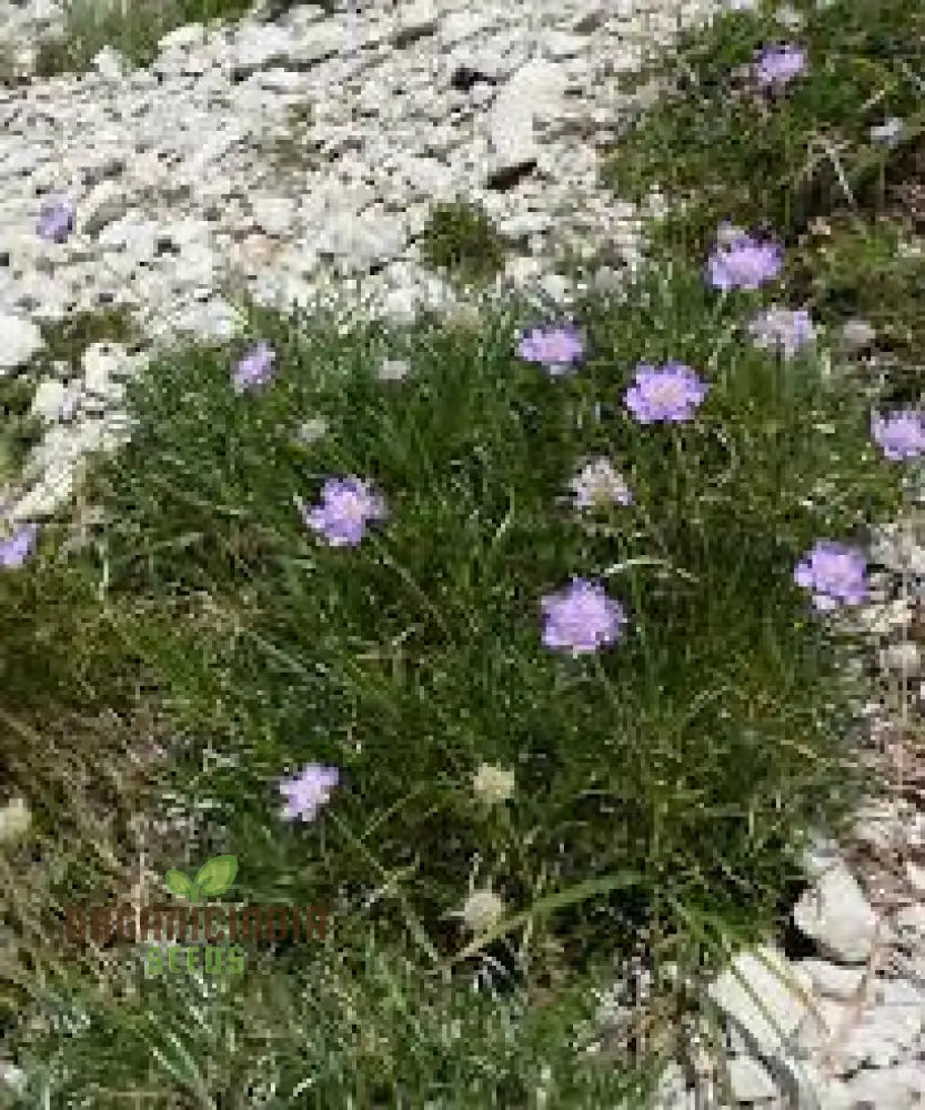 Scabiosa Graminifolia Seeds - Exquisite Garden Perennials For Vibrant Flower Beds | Premium