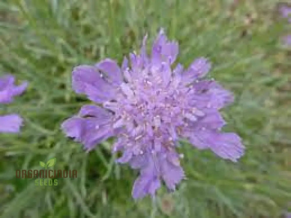 Scabiosa Graminifolia Seeds - Exquisite Garden Perennials For Vibrant Flower Beds | Premium