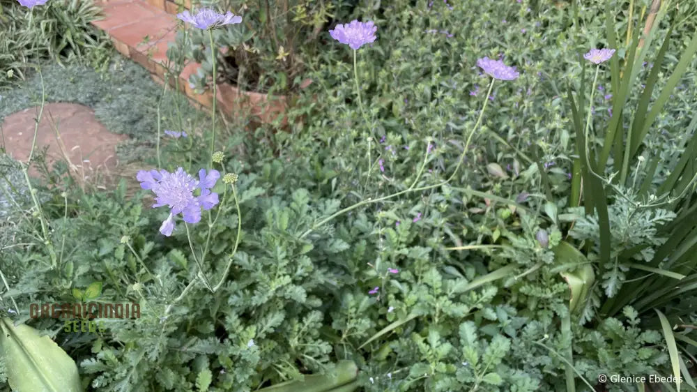 Scabiosa Incisa Seeds - Premium Gardening For Beautiful Garden Blooms | Buy Online