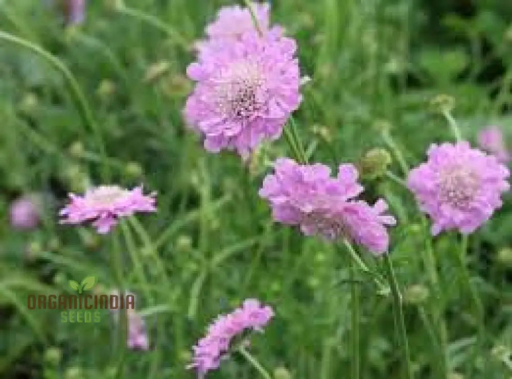 Scabiosa Incisa Seeds - Premium Gardening For Beautiful Garden Blooms | Buy Online