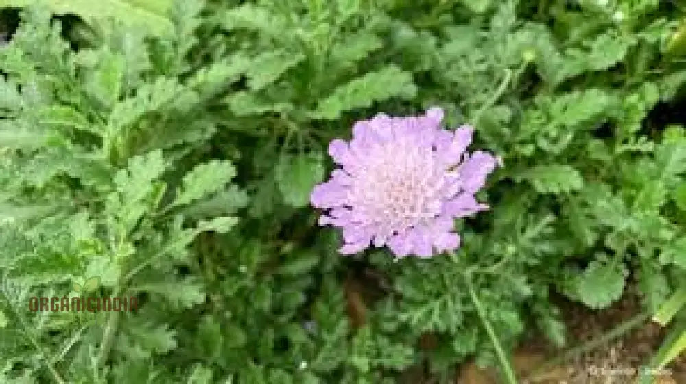 Scabiosa Incisa Seeds - Premium Gardening For Beautiful Garden Blooms | Buy Online