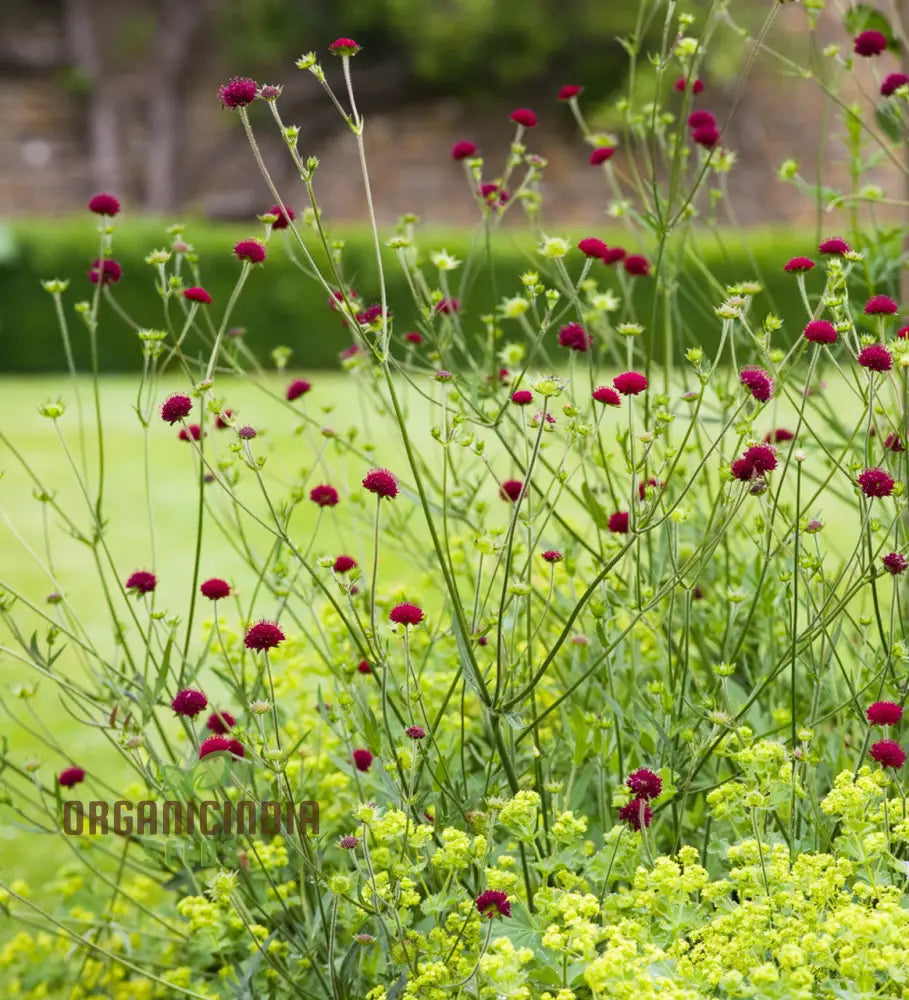 Scabiosa Rumelica Seeds - Premium Garden Planting | Rare Perennial Flower For Gardening Enthusiasts