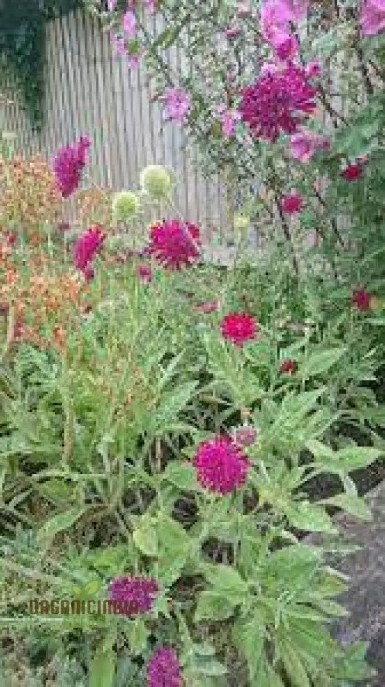 Scabiosa Rumelica Seeds - Premium Garden Planting | Rare Perennial Flower For Gardening Enthusiasts