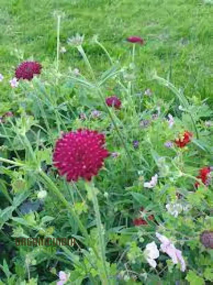 Scabiosa Rumelica Seeds - Premium Garden Planting | Rare Perennial Flower For Gardening Enthusiasts