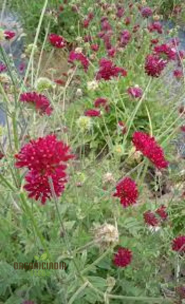 Scabiosa Rumelica Seeds - Premium Garden Planting | Rare Perennial Flower For Gardening Enthusiasts