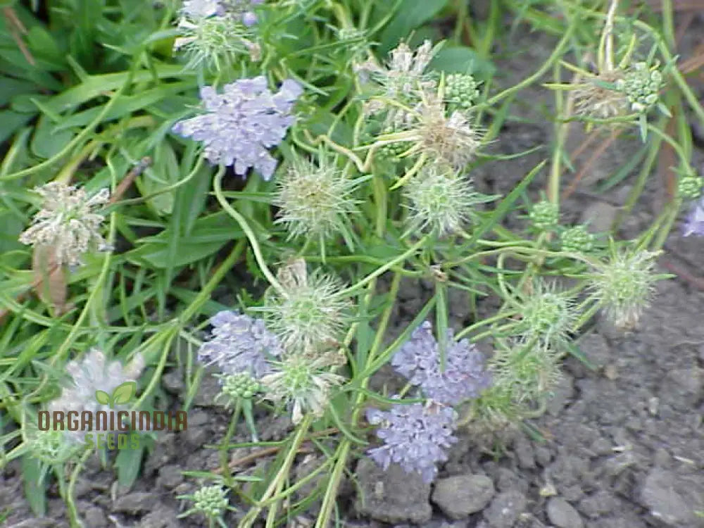 Scabiosa Vestita Seeds -Quality For Gardening | Lengthy Title Enhanced Visibility And Effective