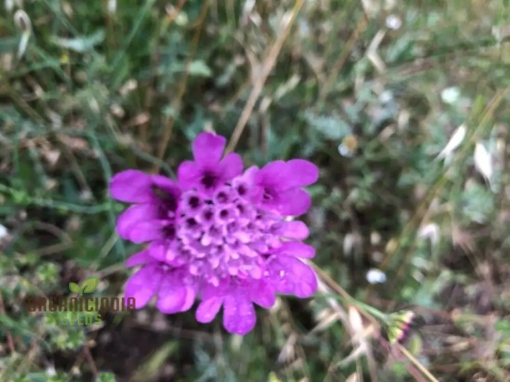 Scabiosa Vestita Seeds -Quality For Gardening | Lengthy Title Enhanced Visibility And Effective