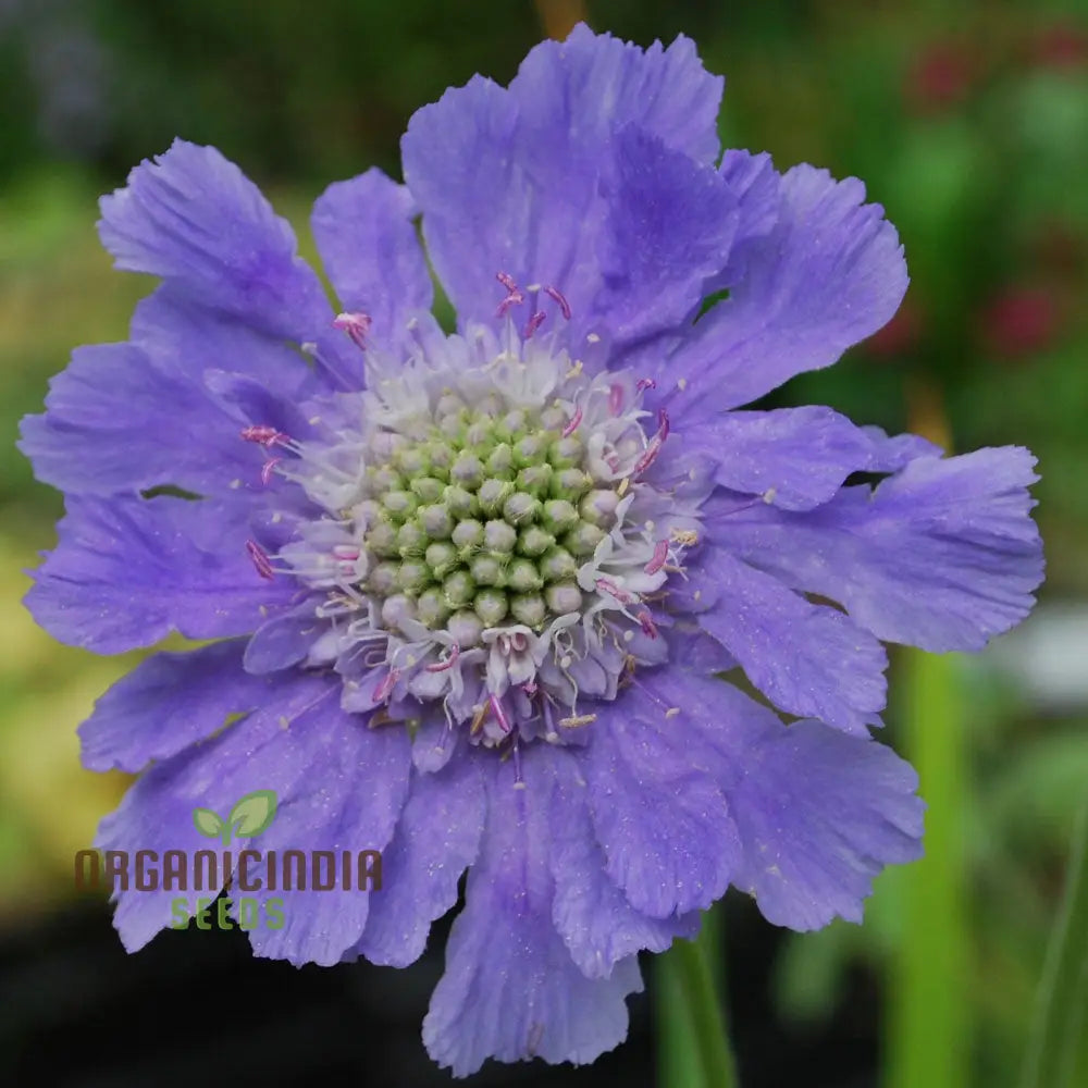 Scabious Caucasia Perfecta Blue Potted Flower Seeds For Planting Stunning For Beautiful Pots And