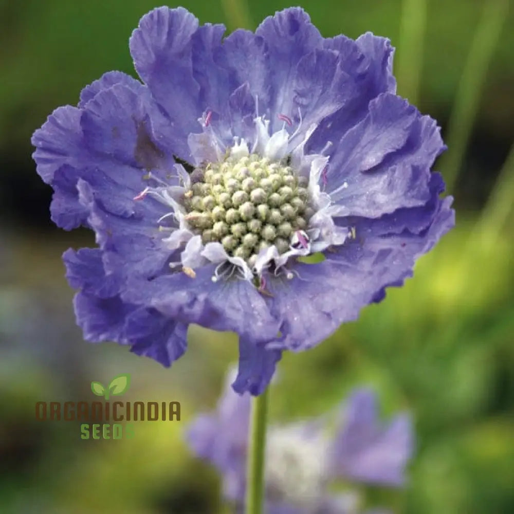 Scabious Caucasia Perfecta Blue Potted Flower Seeds For Planting Stunning For Beautiful Pots And