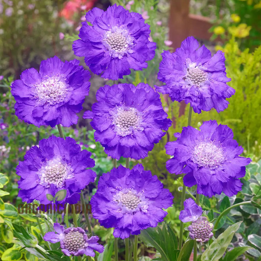 Scabious Caucasia Perfecta Blue Potted Flower Seeds For Planting Stunning For Beautiful Pots And