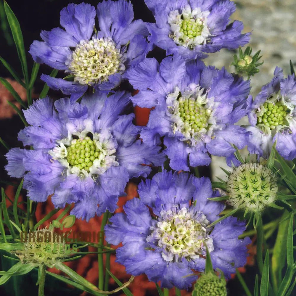 Scabious Caucasia Perfecta Blue Potted Flower Seeds For Planting Stunning For Beautiful Pots And