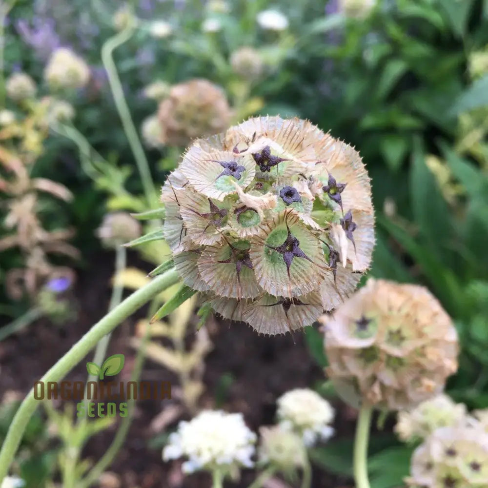 Scabious Ping Pong Seeds - Cultivate Delicate And Whimsical Flowers In Your Garden