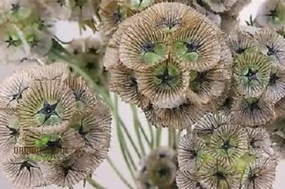 Scabious Ping Pong Seeds - Cultivate Delicate And Whimsical Flowers In Your Garden