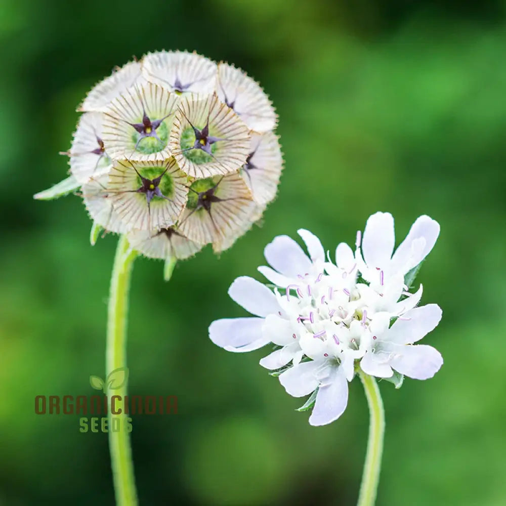 Scabious Ping Pong Seeds - Cultivate Delicate And Whimsical Flowers In Your Garden