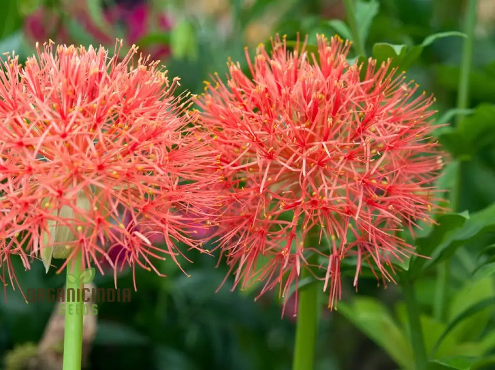 Scadoxus Multiflorus Seeds For Planting â€“ Premium Quality Your Gardening Needs Ideal Enthusiastic