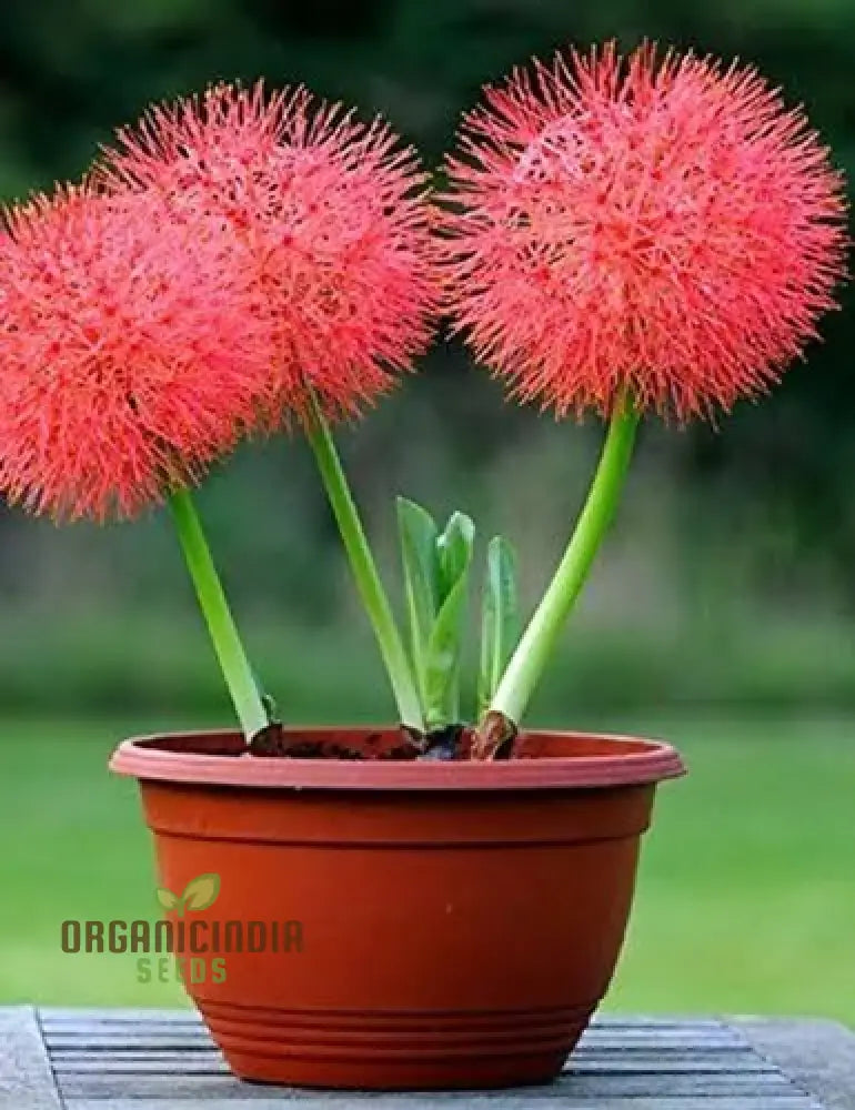 Scadoxus Multiflorus Seeds For Planting â€“ Premium Quality Your Gardening Needs Ideal Enthusiastic