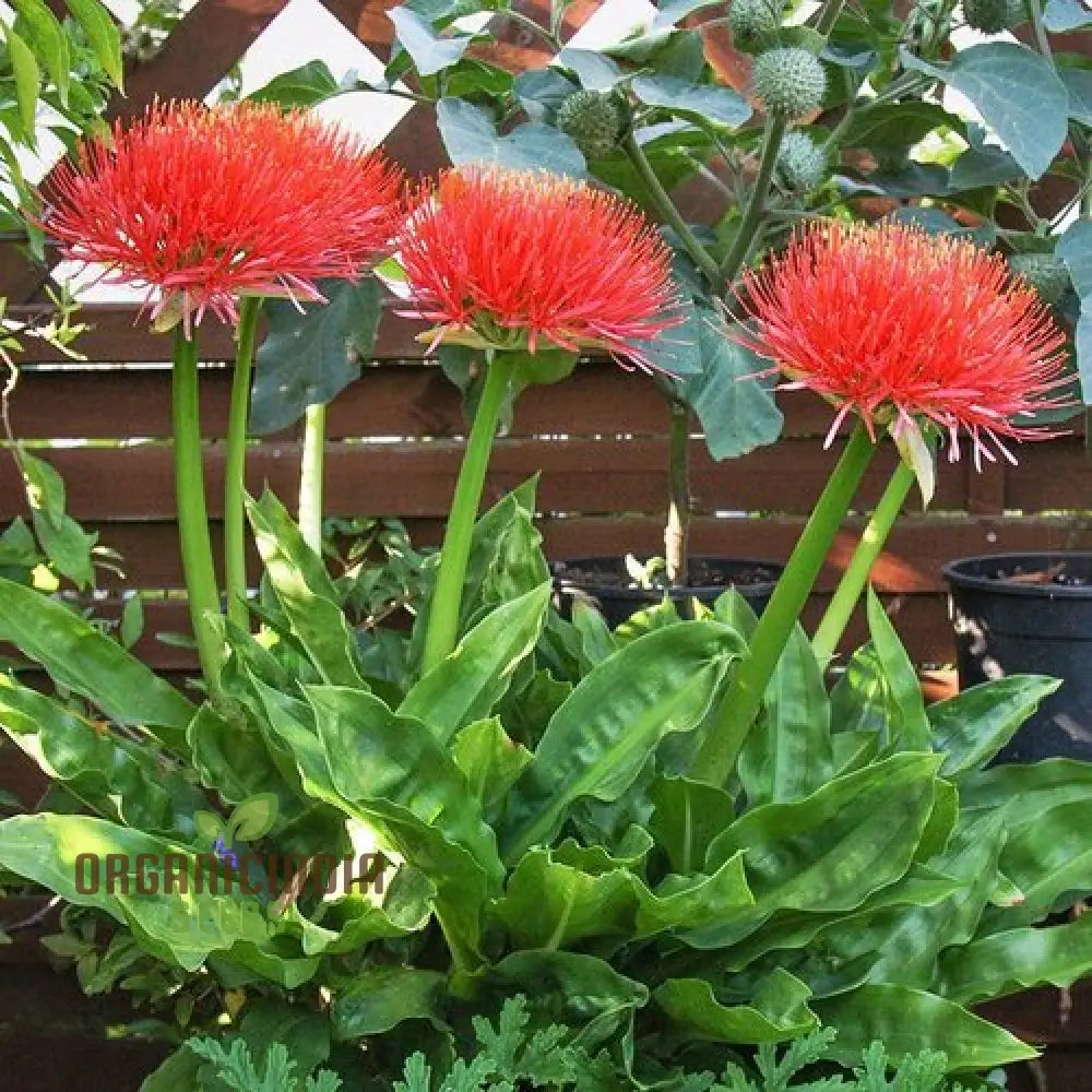 Scadoxus Multiflorus Seeds For Planting â€“ Premium Quality Your Gardening Needs Ideal Enthusiastic