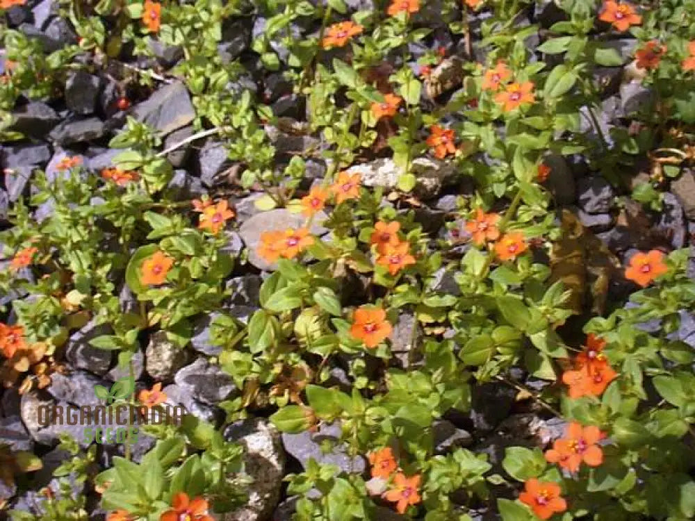 Scarlet Pimpernel Flower Seeds For Planting: Enigmatic Garden Delights & Botanical Wonders