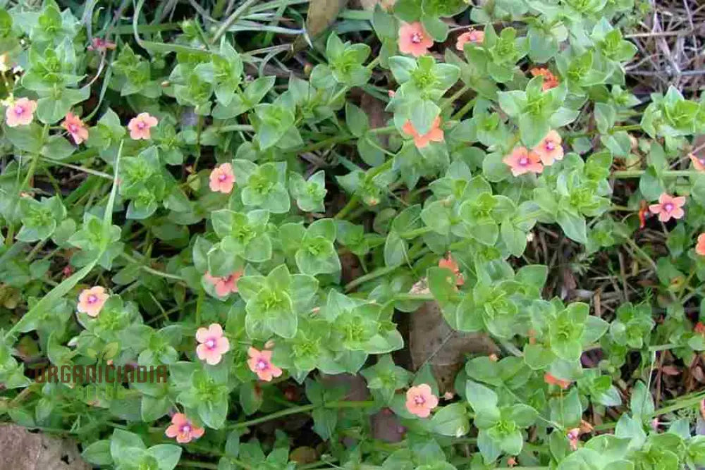 Scarlet Pimpernel Flower Seeds For Planting: Enigmatic Garden Delights & Botanical Wonders