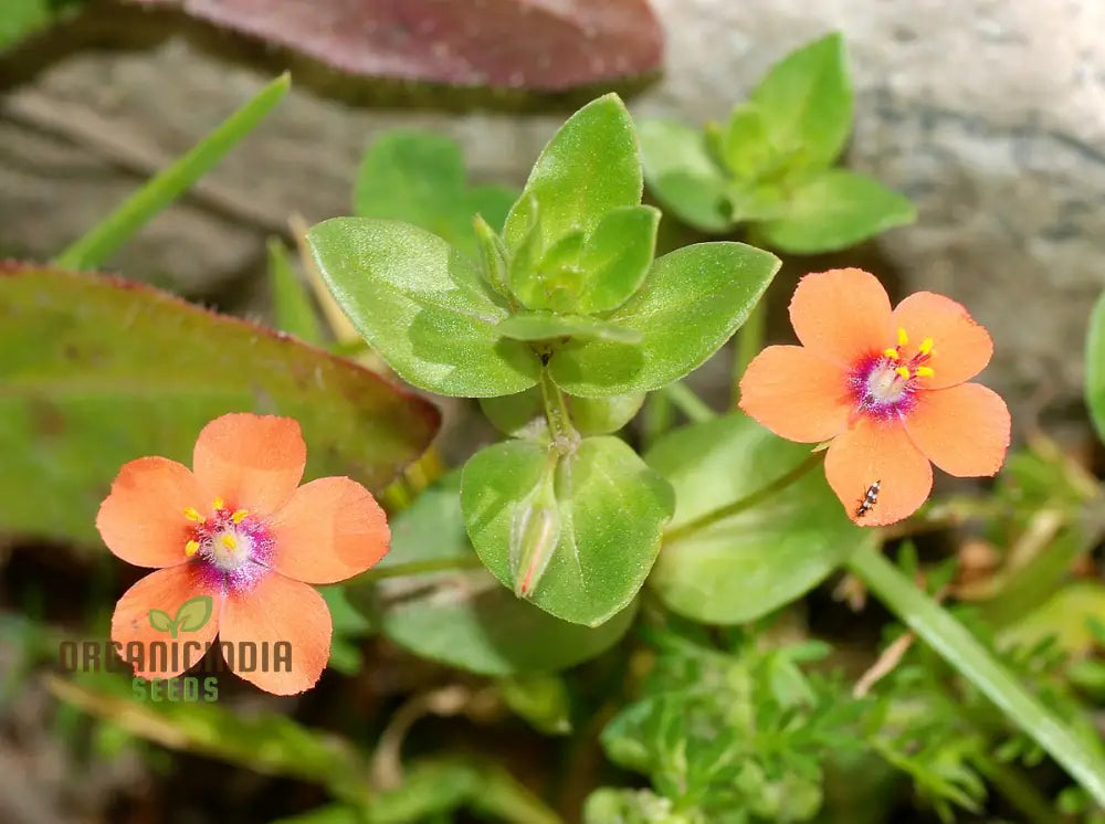 Scarlet Pimpernel Flower Seeds For Planting: Enigmatic Garden Delights & Botanical Wonders