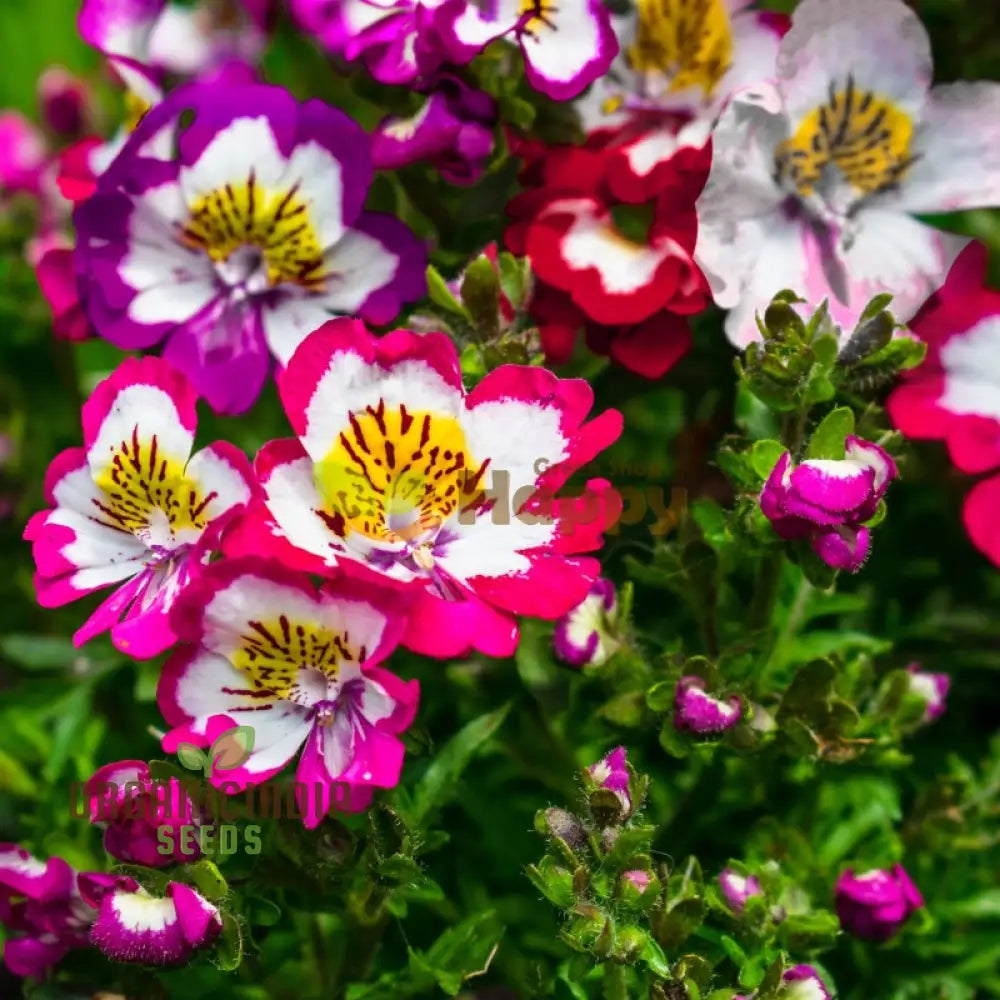 Schizanthus Dr Badgers Flower Seeds For Planting - Premium Garden Flowers For Vibrant And